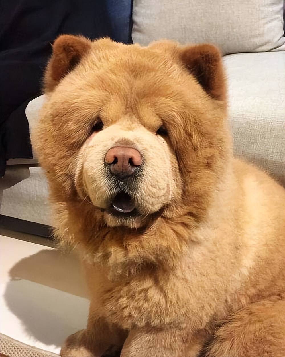 食2026 幼犬零食优选CQ9电子口碑好